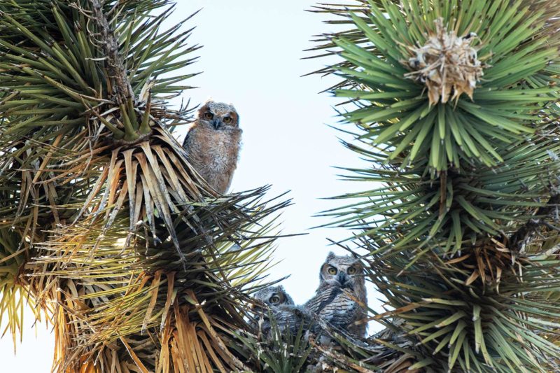 25 EPIC Things to Do at Joshua Tree National Park You Can't Miss