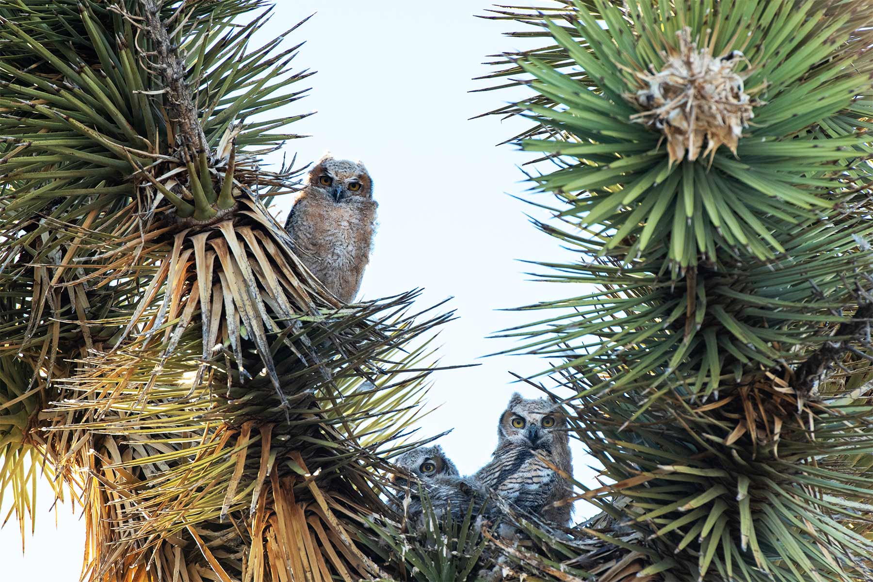 great horned owls joshua tree national park birds birding