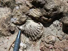 Brachiopod shells found in the Kaibab Limestone