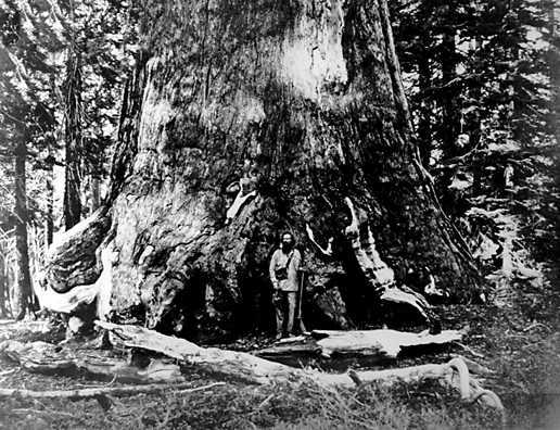 Galen Clark | Yosemite National Park Facts