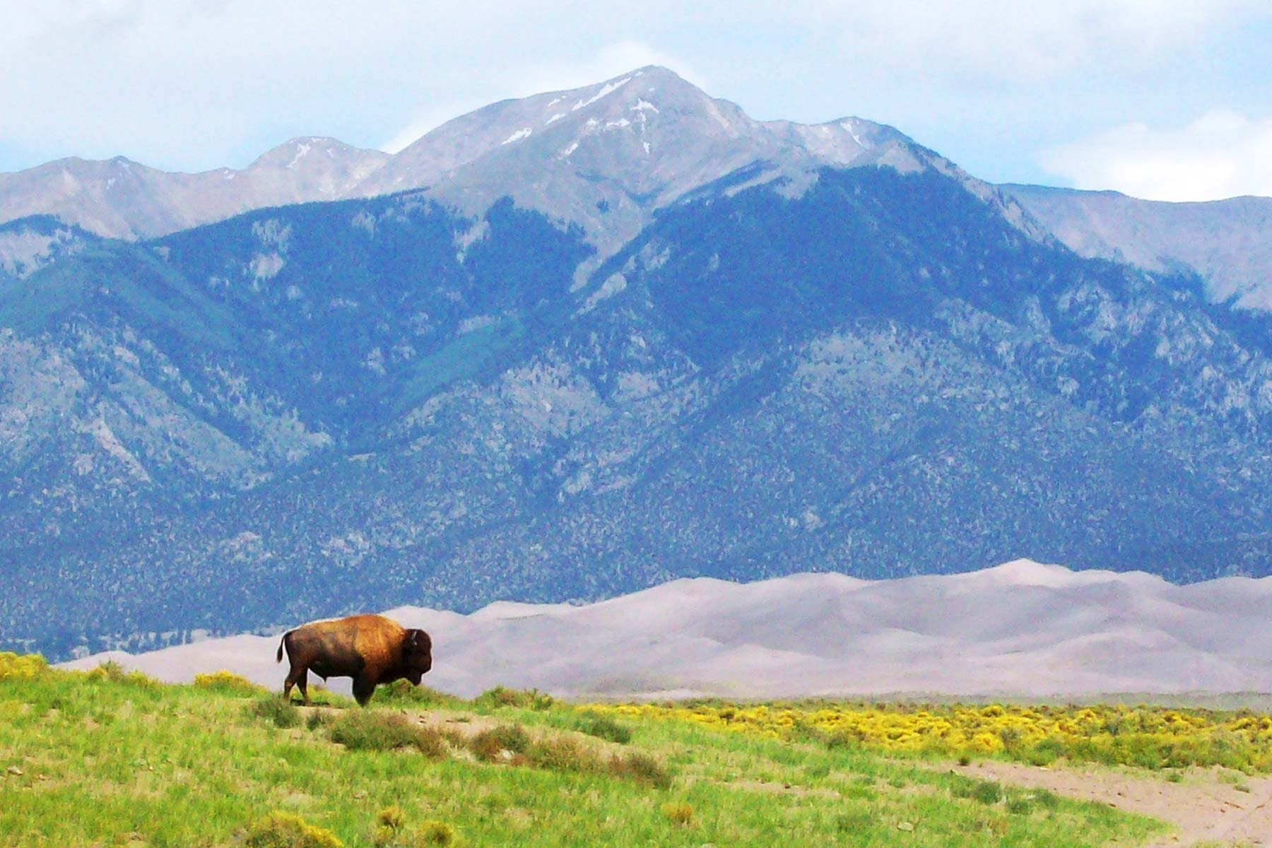 bison great sand dunes national park colorado