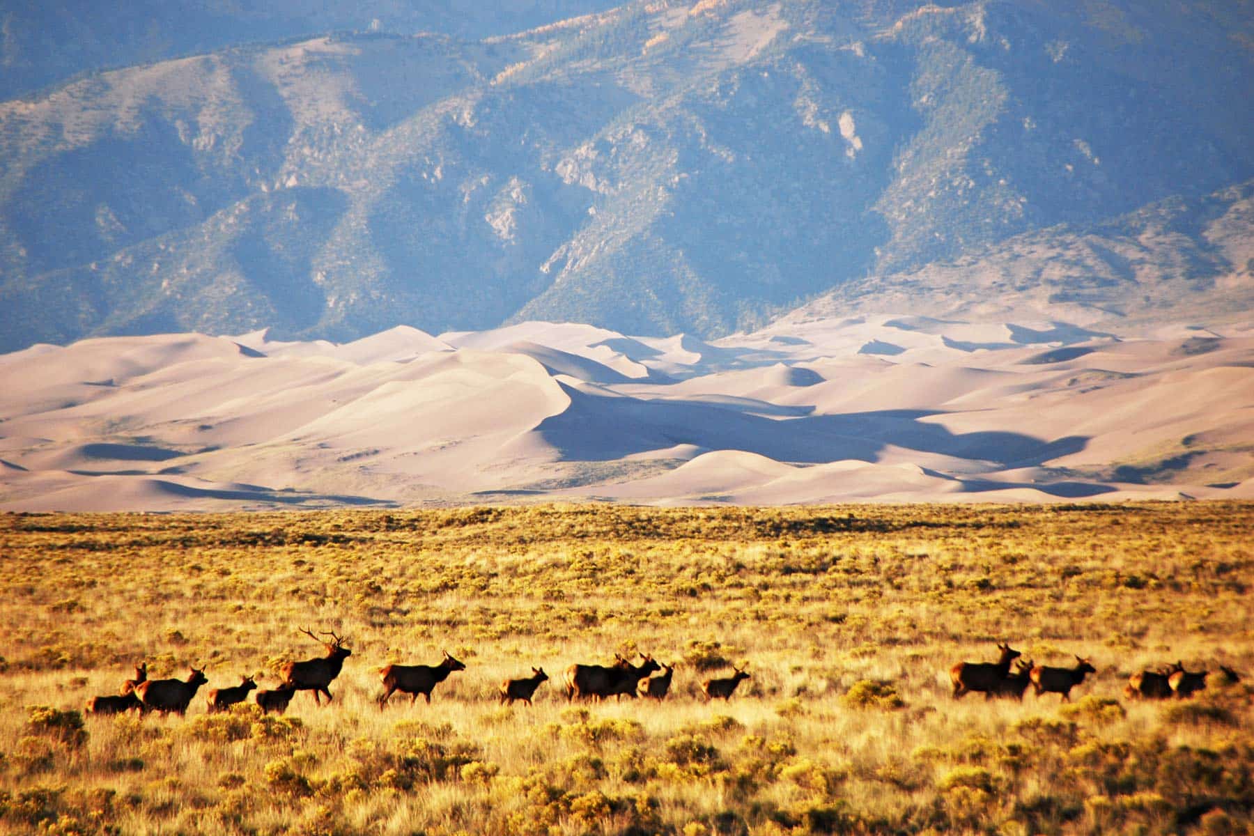 elk herd great sand dunes national park colorado