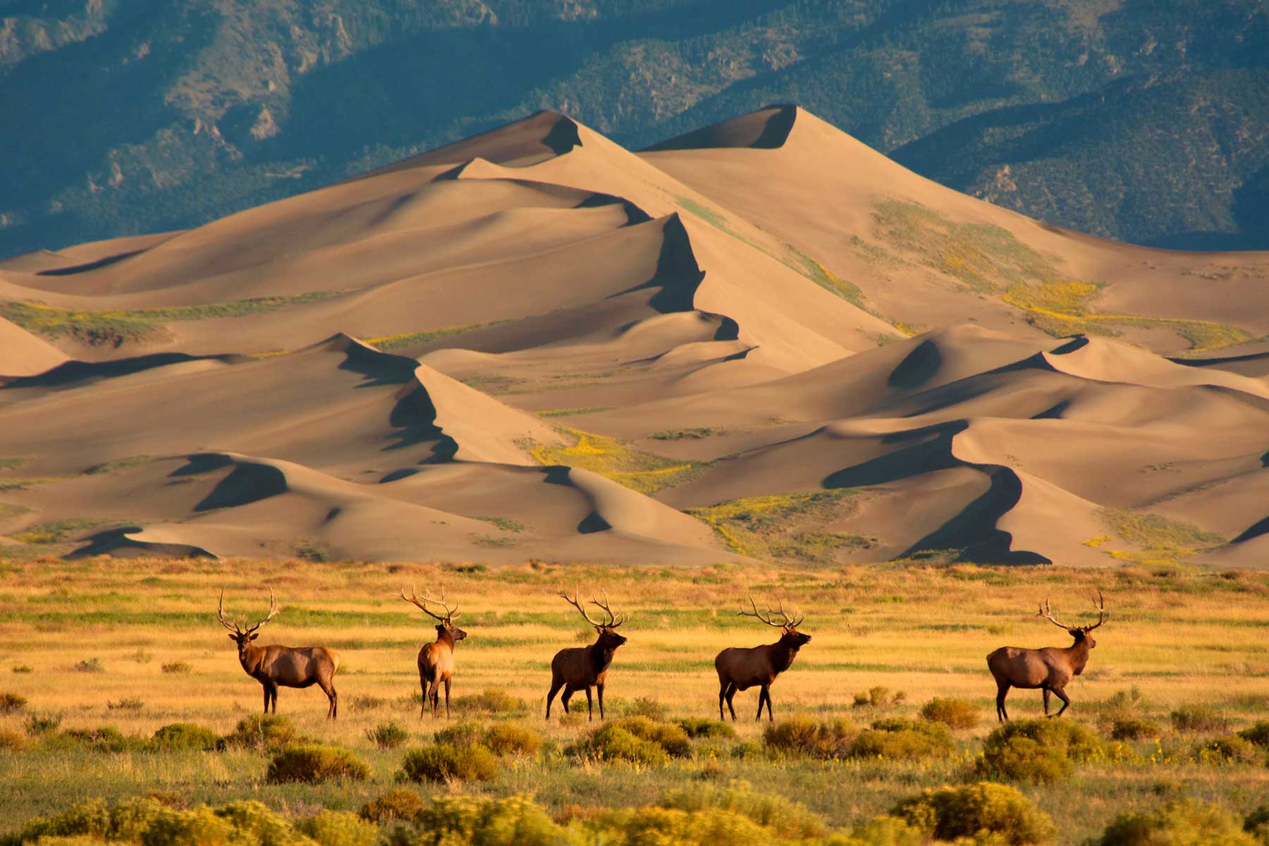 elk great sand dunes national park colorado