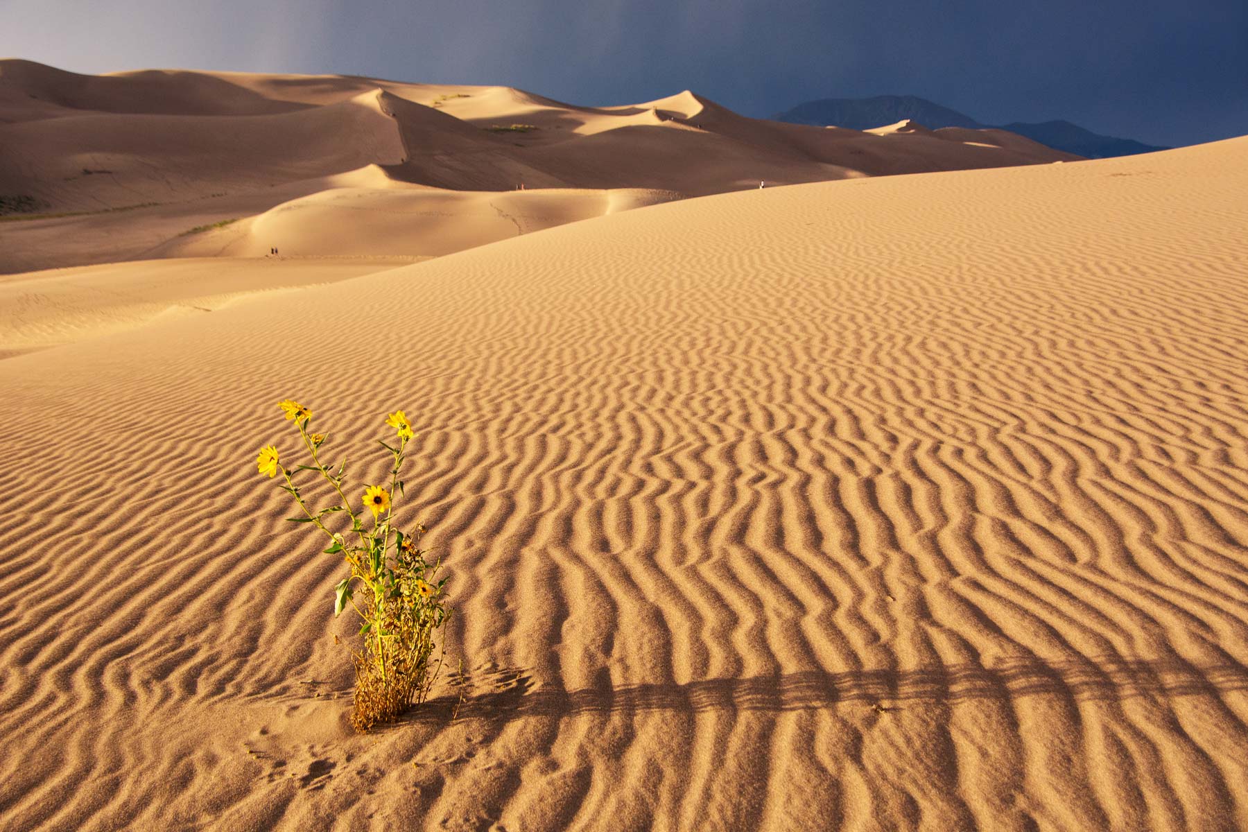 flowers great sand dunes national park colorado