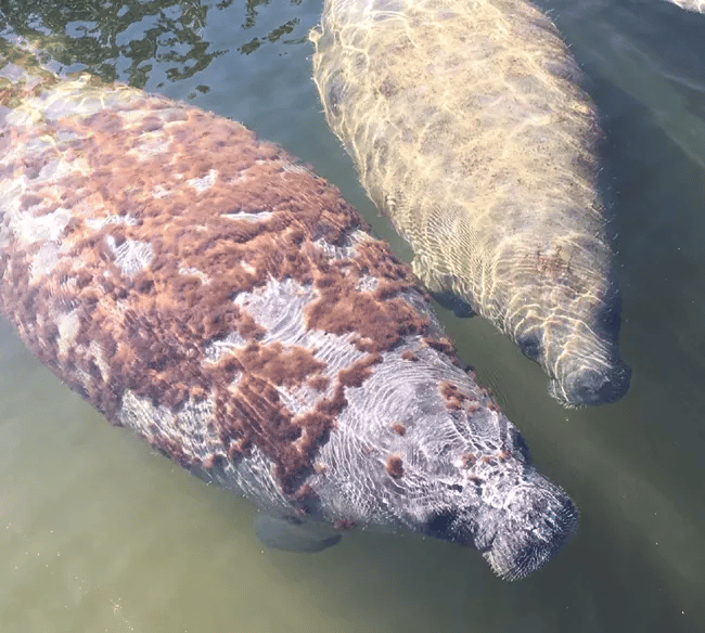 Manatees are regular visitors to park waters | Biscayne National Park Facts