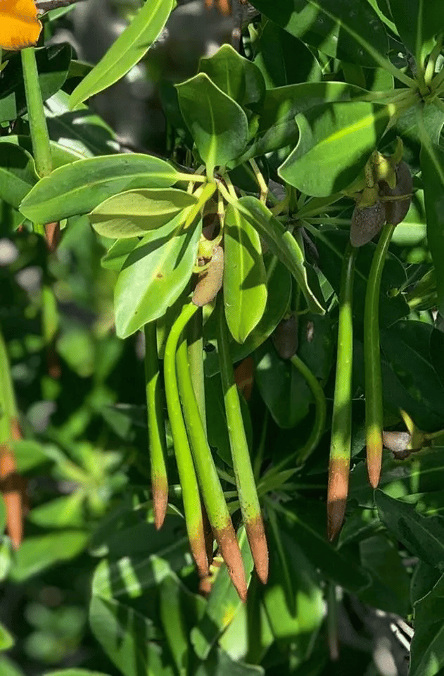 The propagules of the red mangrove resemble green beans | Biscayne National Park Facts 