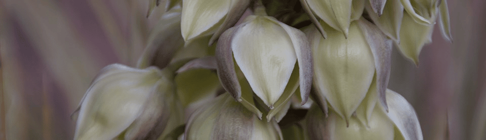 Yucca Flowers | Canyonlands National Park Facts