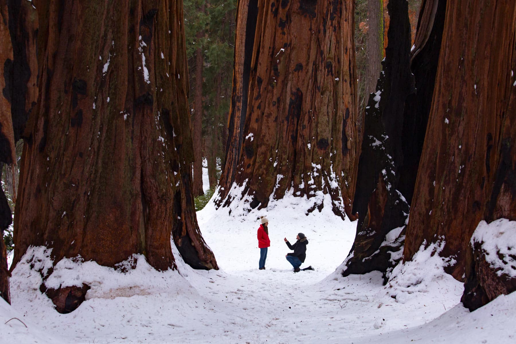 sequoia proposal