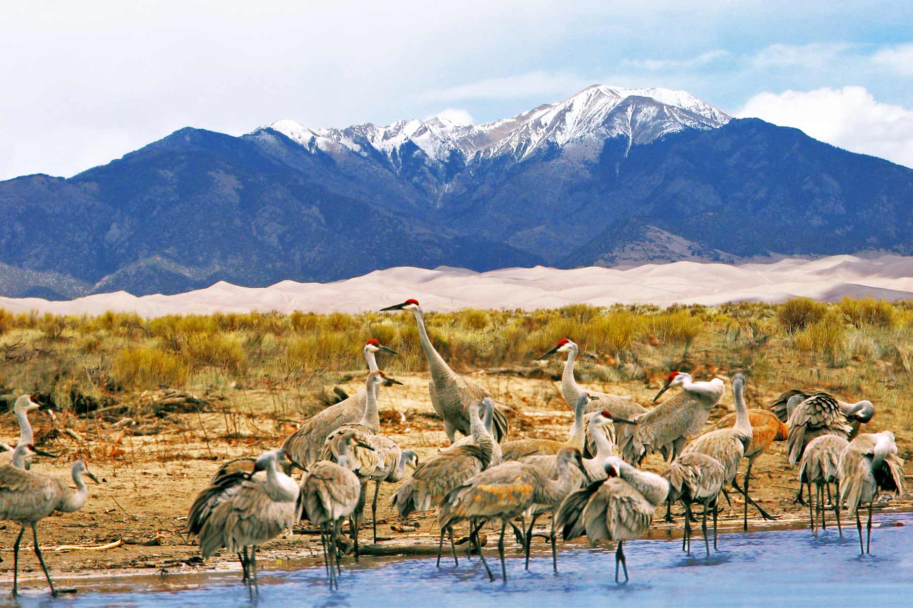 sandhill cranes great sand dunes national park colorado