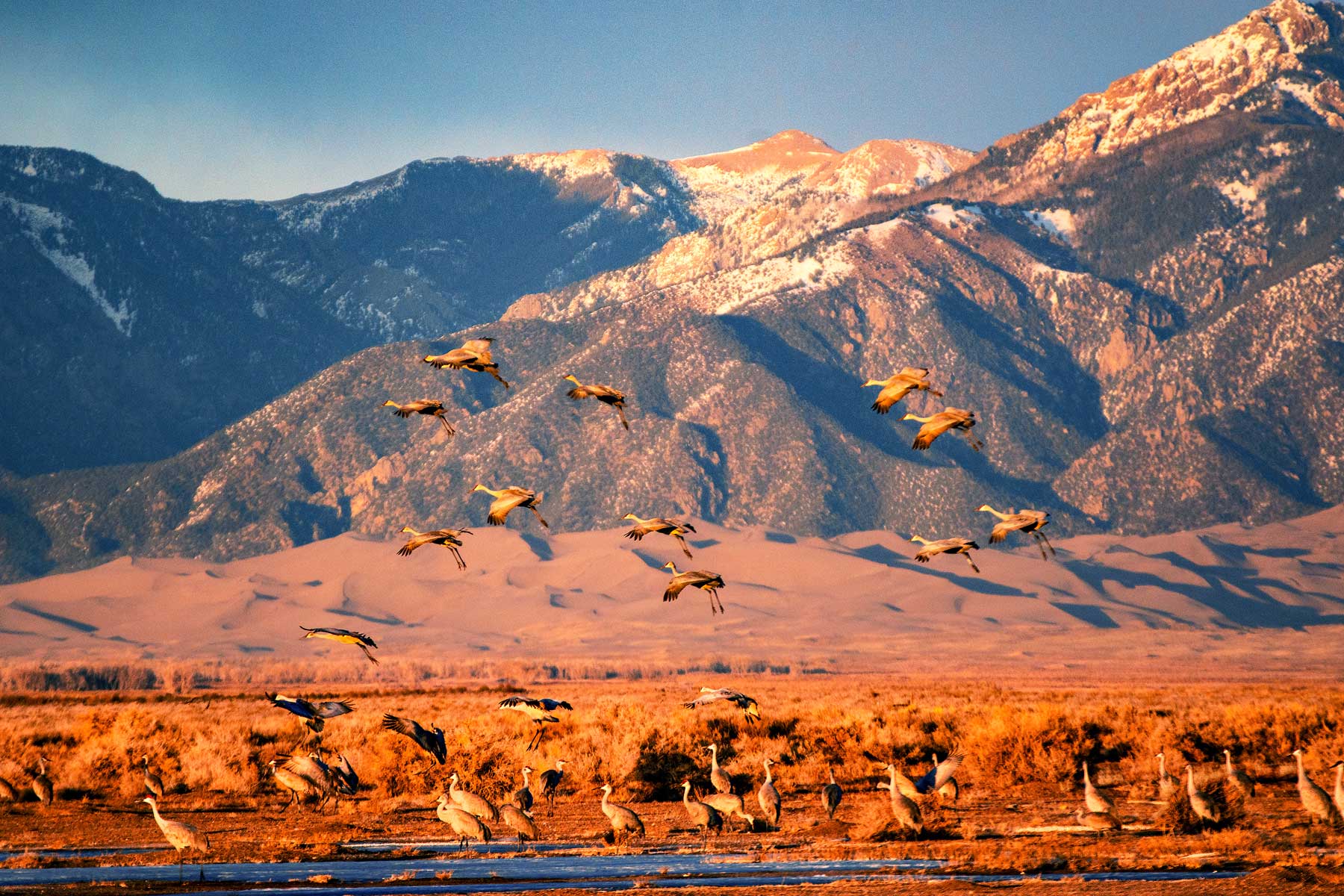 sandhill cranes migration, things to do great sand dunes national park colorado