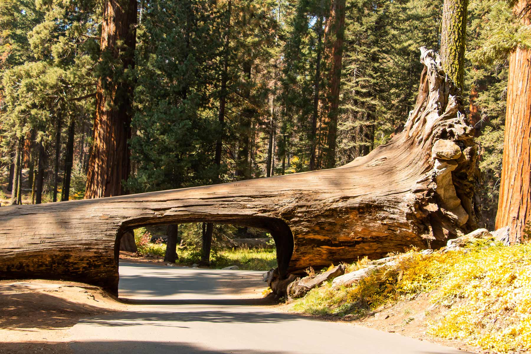 tunnel log sequoia national park california