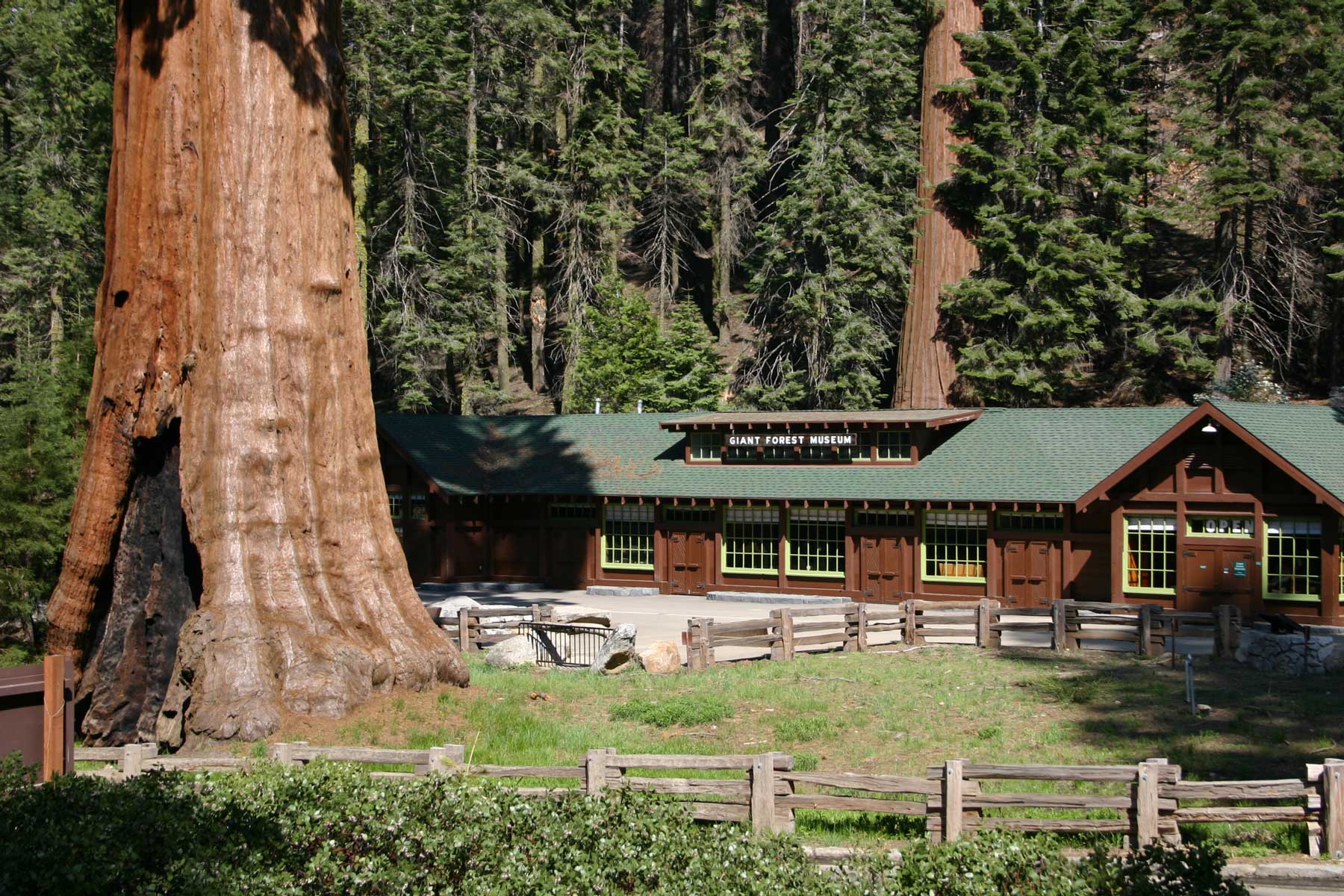giant forest museum sequoia national park