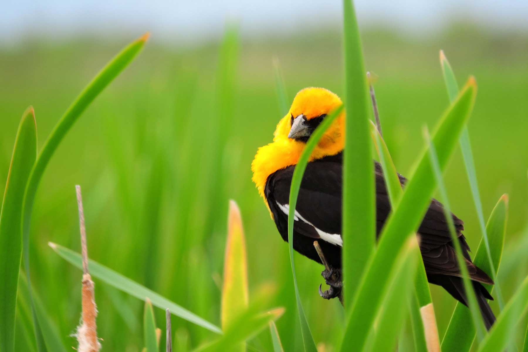 yellow-headed blackbird great sand dunes national park colorado