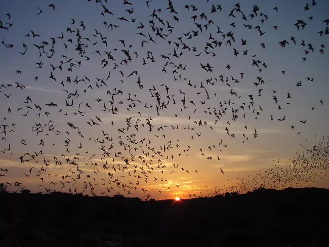 Bat Flight Program | Carlsbad Caverns Facts