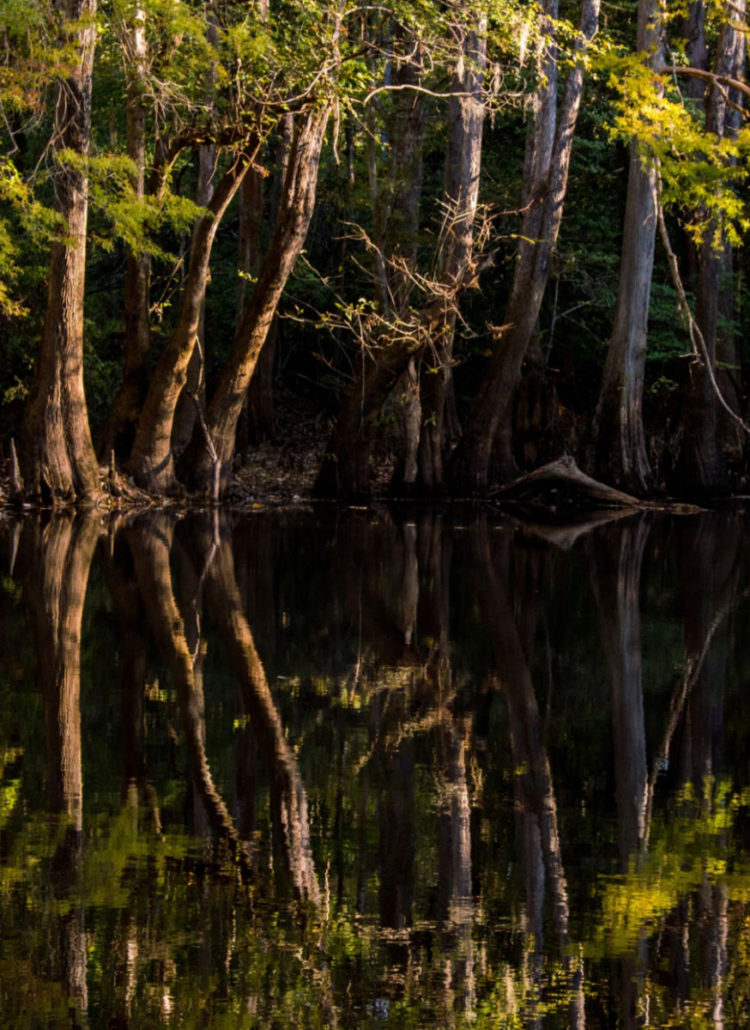 12 EPIC Things to Do at Congaree National Park