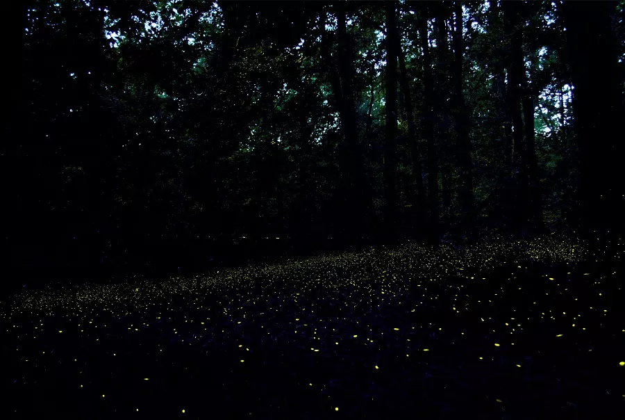 congaree fireflies