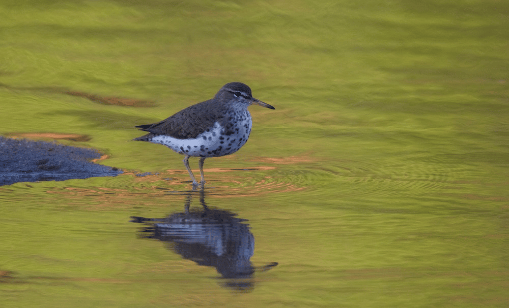 Spotted Sandpiper at Congaree National Park | Congaree National Park Facts