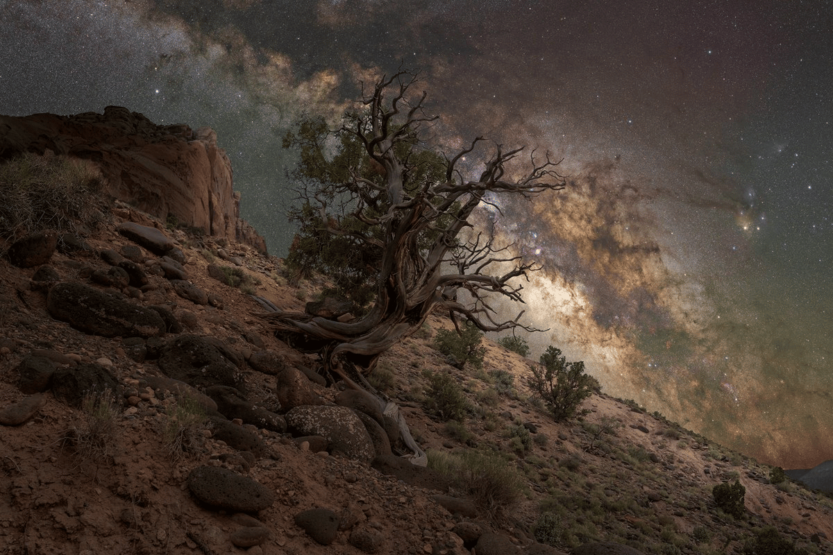 A gnarled juniper tree clings to a rocky slope with the Milky Way above it | Capitol Reef National Park Facts