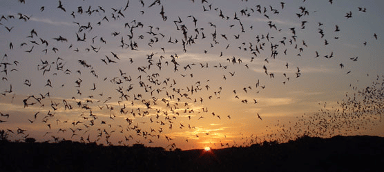Mexican (or Brazilian) Free-Tailed Bats