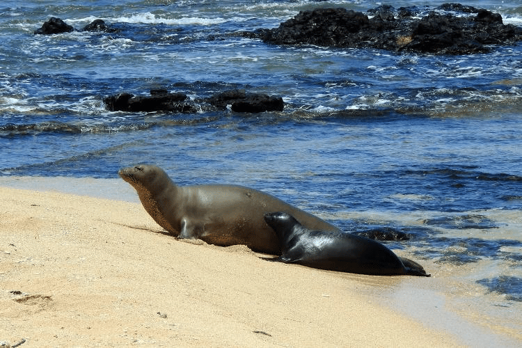 Monk Seals