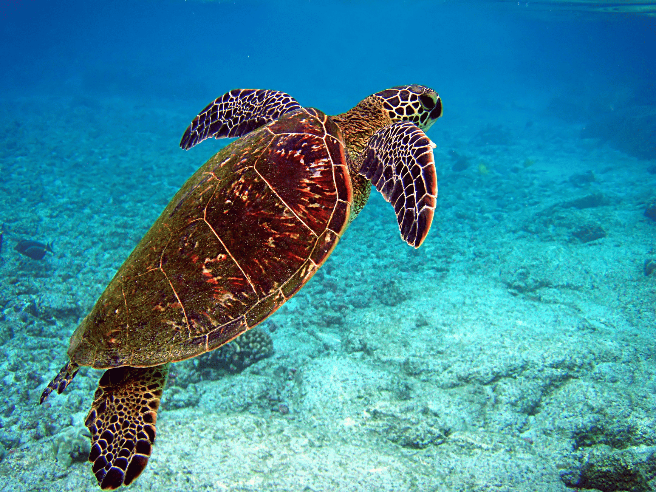 The Dry Tortugas sandy beaches make excellent nesting ground for sea turtles | Dry Tortugas National Park Facts