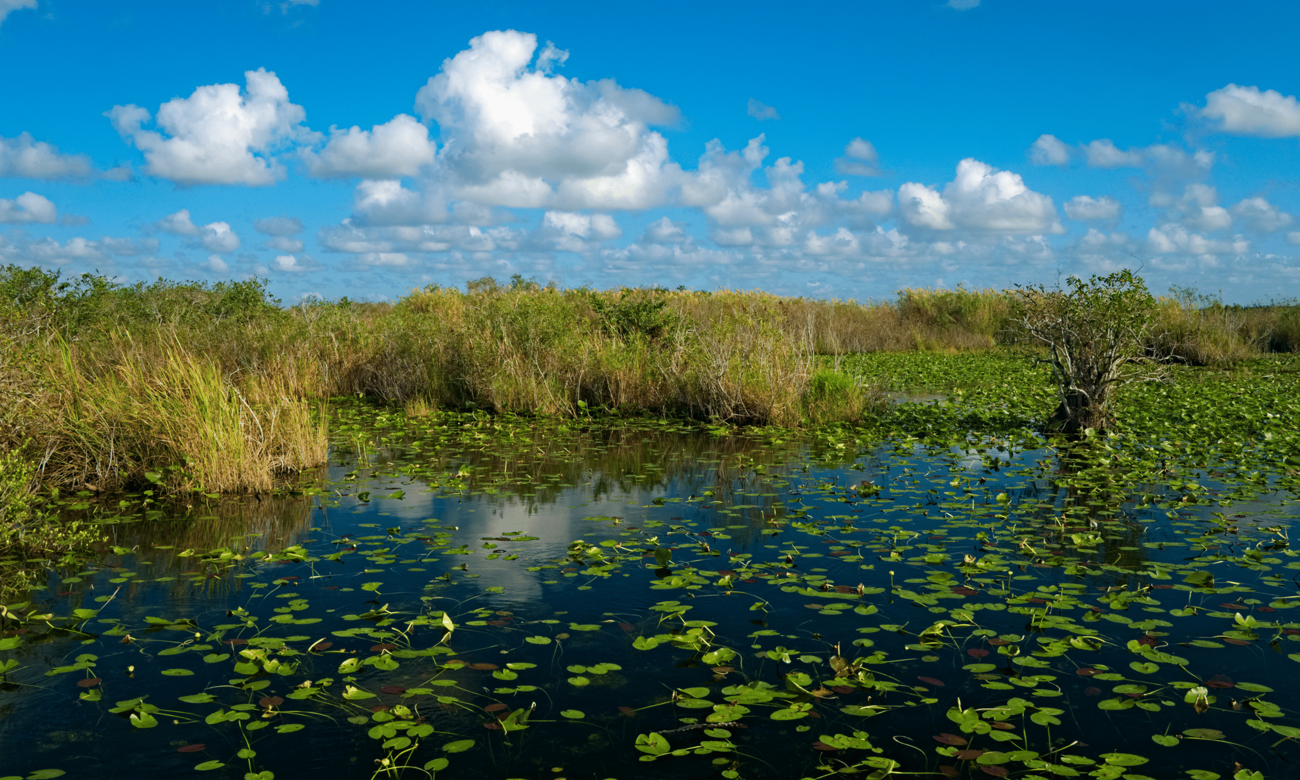 A pond with water lilies and swamp grass in the back on the Anhinga trail in Everglades National Park 