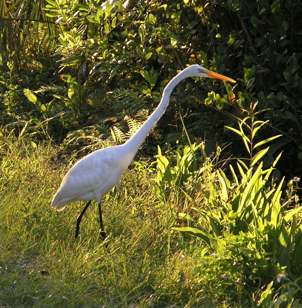 Great Egret in Everglades National Park | Everglades National Park Facts