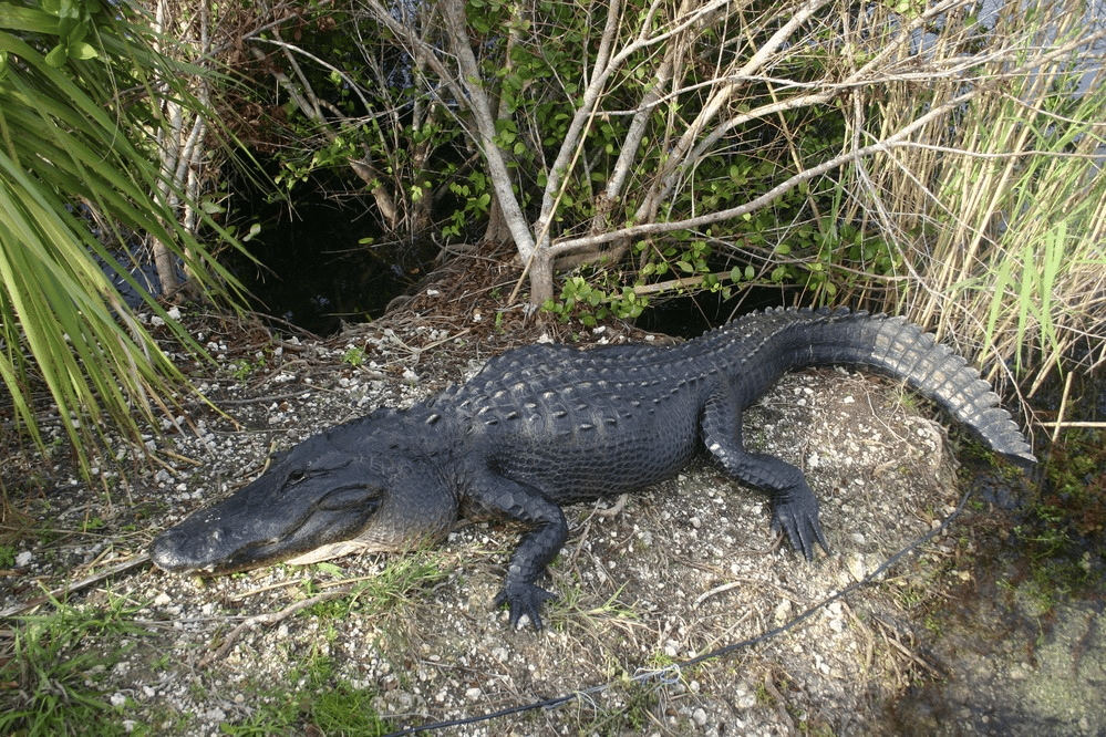 Alligator resting alongside the Anhinga Trail, Everglades National Park