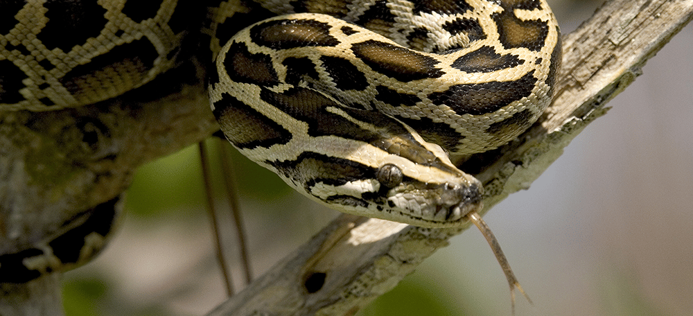 Burmese Python | Everglades National Park Facts