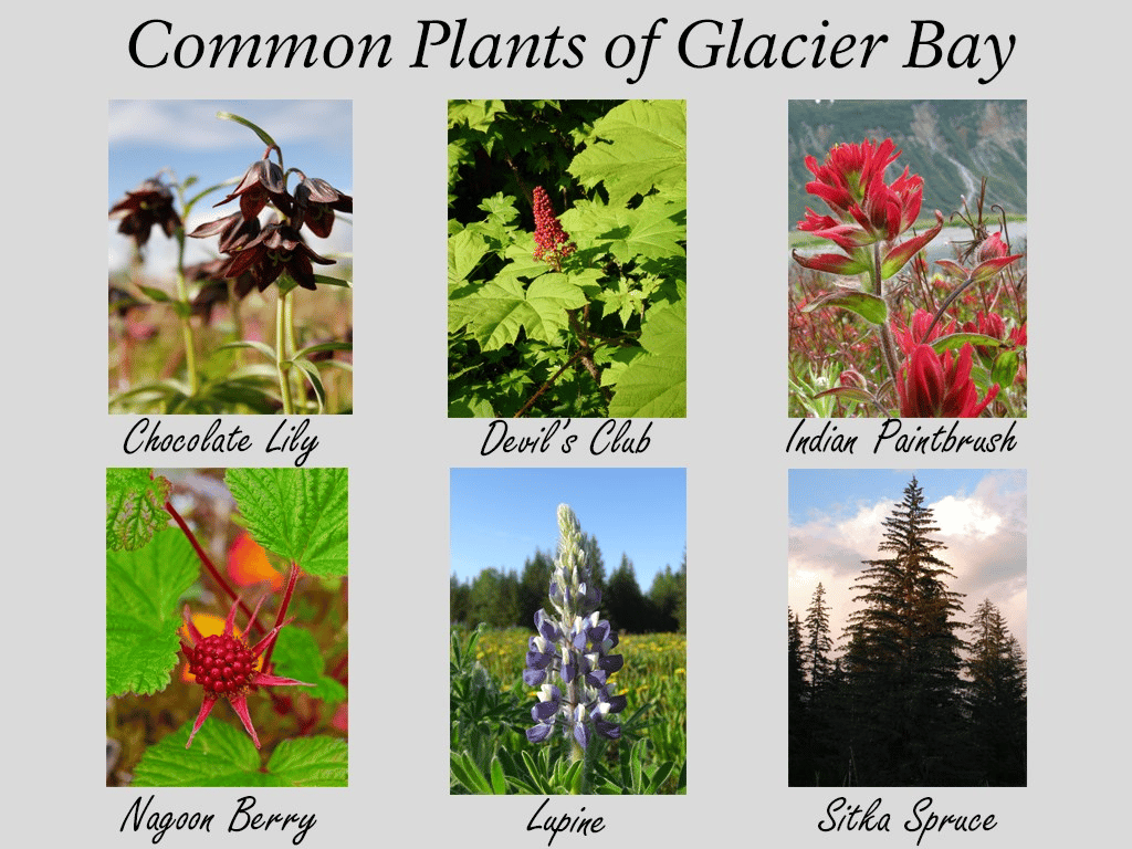 Different plant species found at Glacier Bay National Park | Glacier Bay National Park Facts 