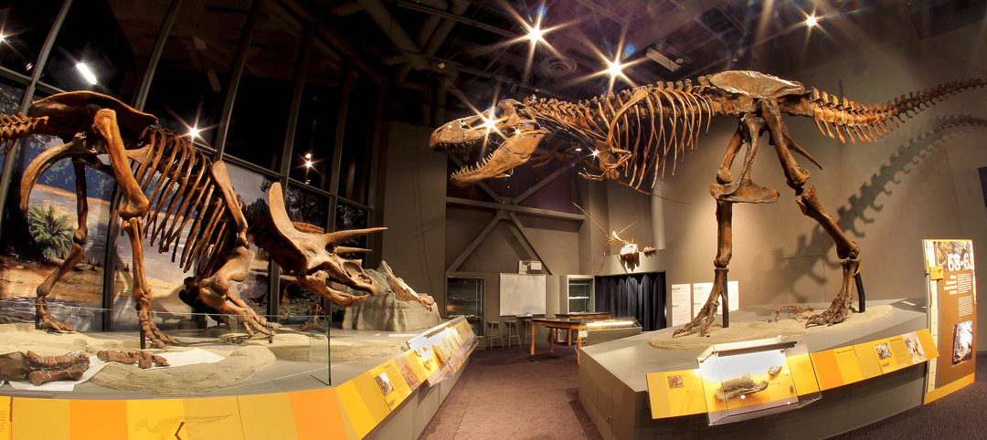 T-Rex and Triceratops skeletons in the Adaptation Gallery at the North Dakota Heritage Center & State Museum