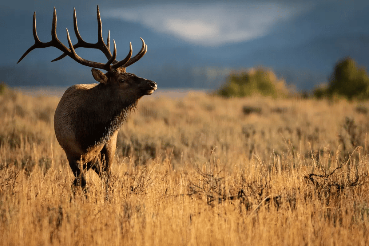 Buck Elk in fall at Grand Teton