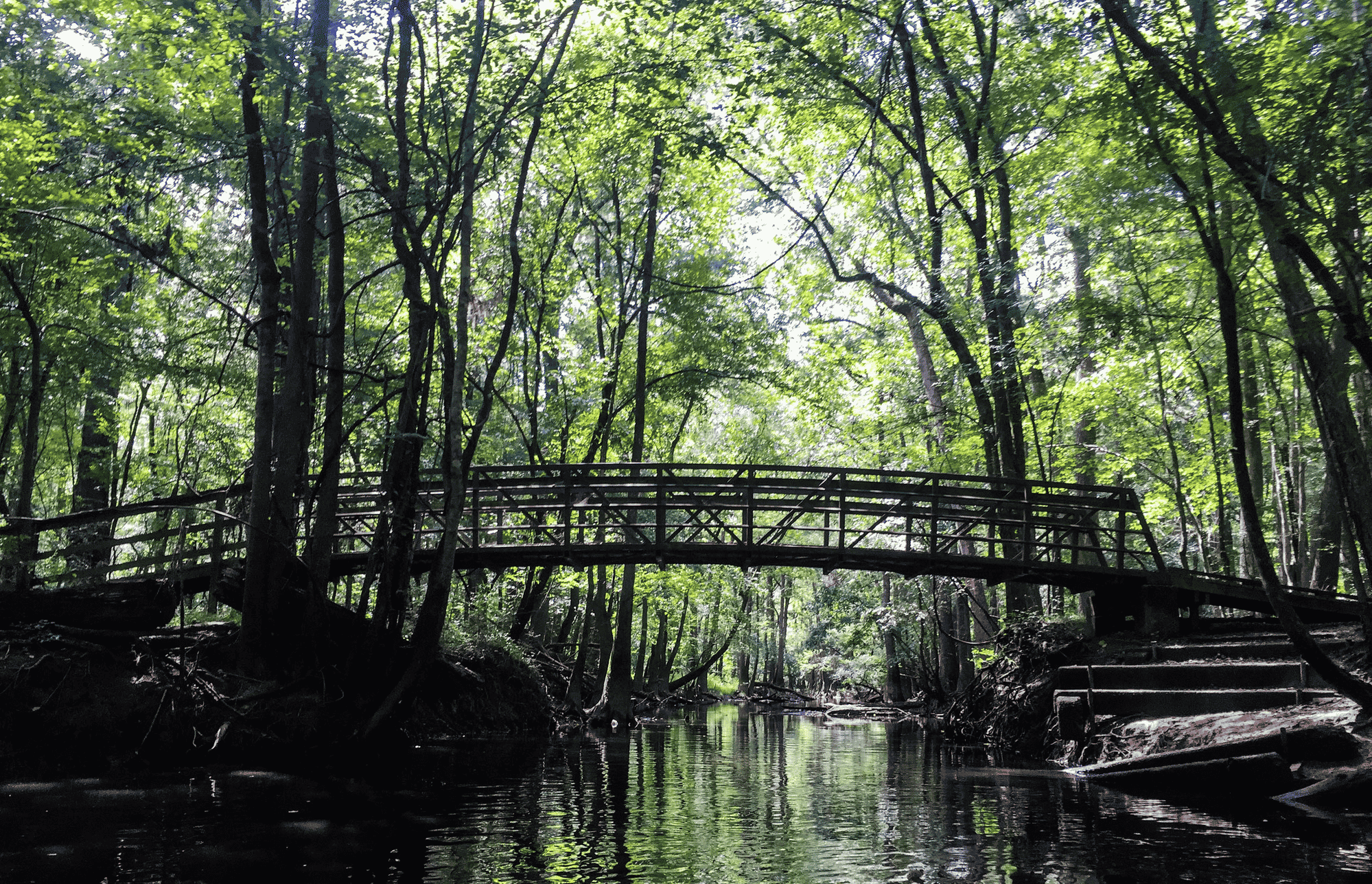 Bridge at Cedar Creek | Congaree National Park Facts