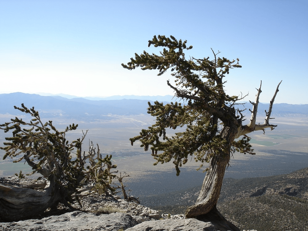 Bristlecone Pine on Mt. Washington in the backcountry of Great Basin National Park