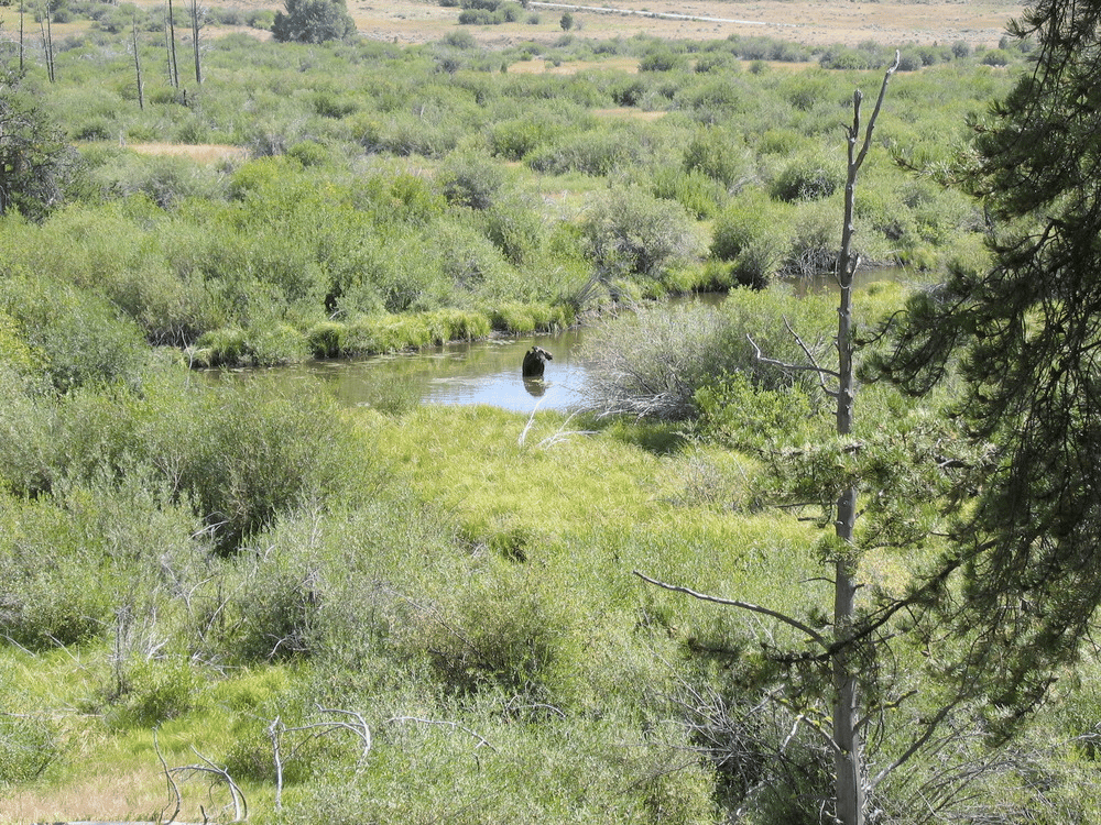 Moose in the river near the siege area. Big Hole National Battlefield Site Montana Big Hole National Battlefield
