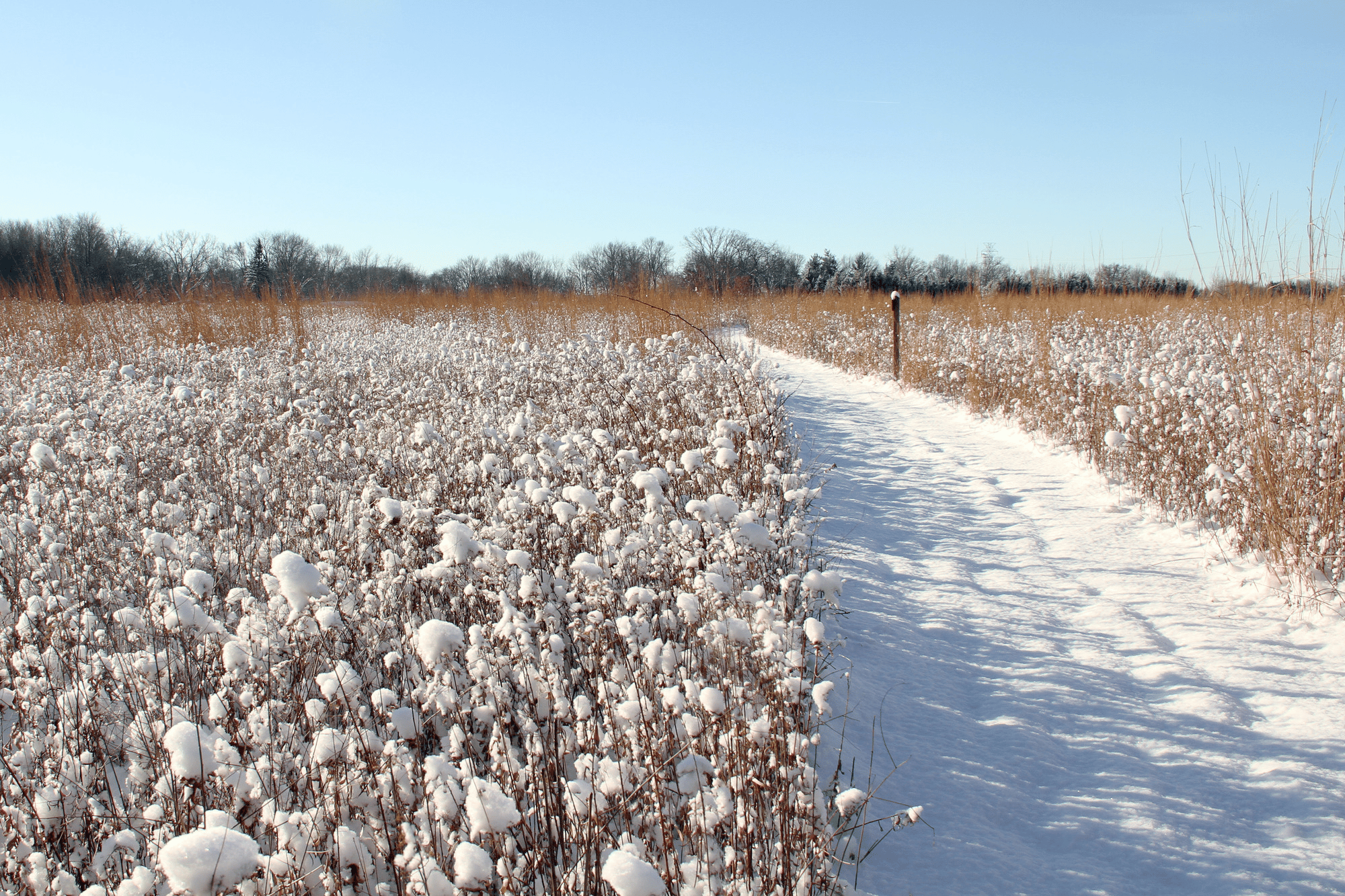 A snowy Mnokie Prairie - Indiana Dunes National Park Facts 