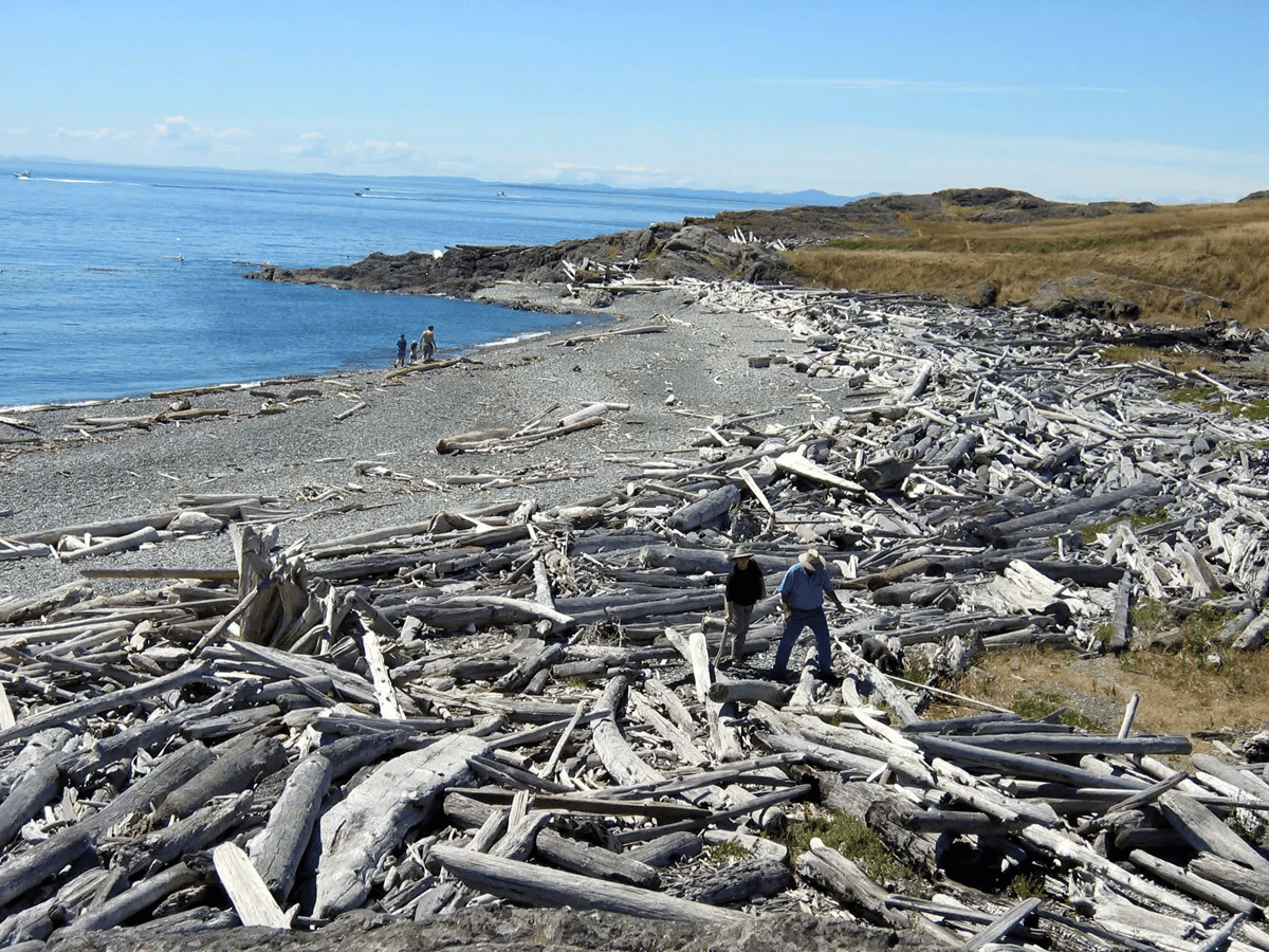 Visitors explore the driftwood on South Beach | Historic Sites In Washington