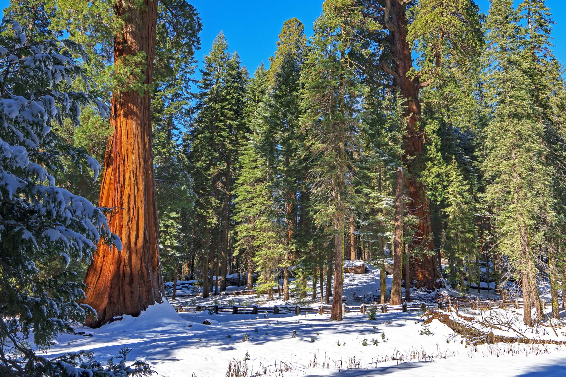sequoia national park snow meadow