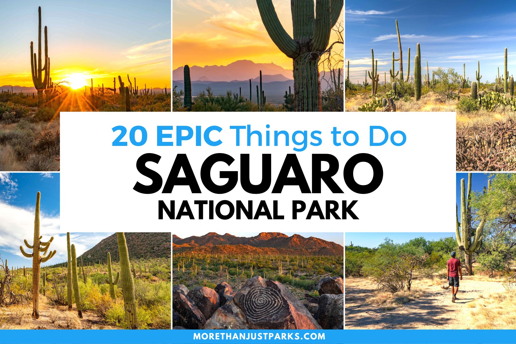 things to do in saguaro national park arizona