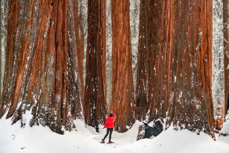 sequoia national park california