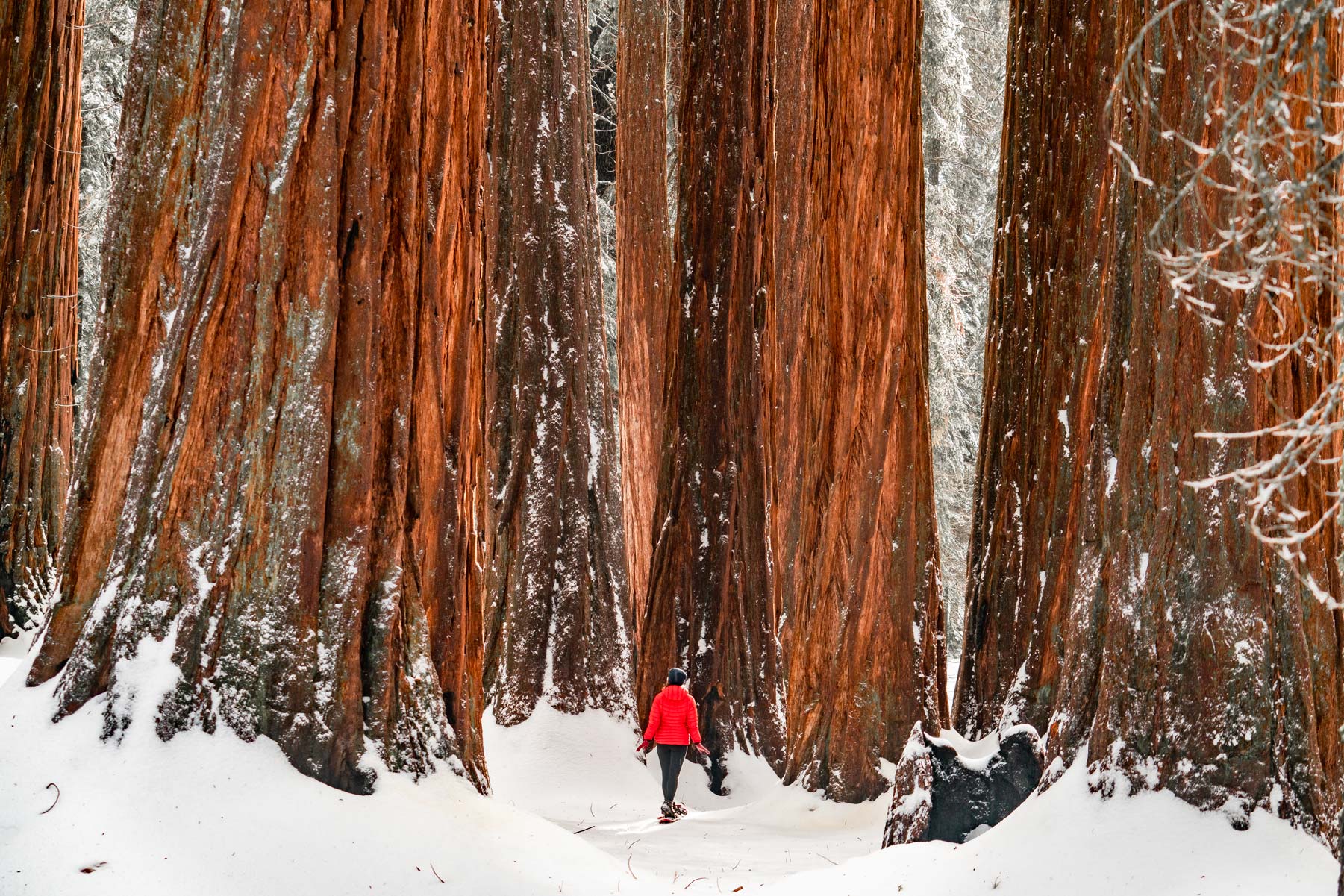 sequoia national park california