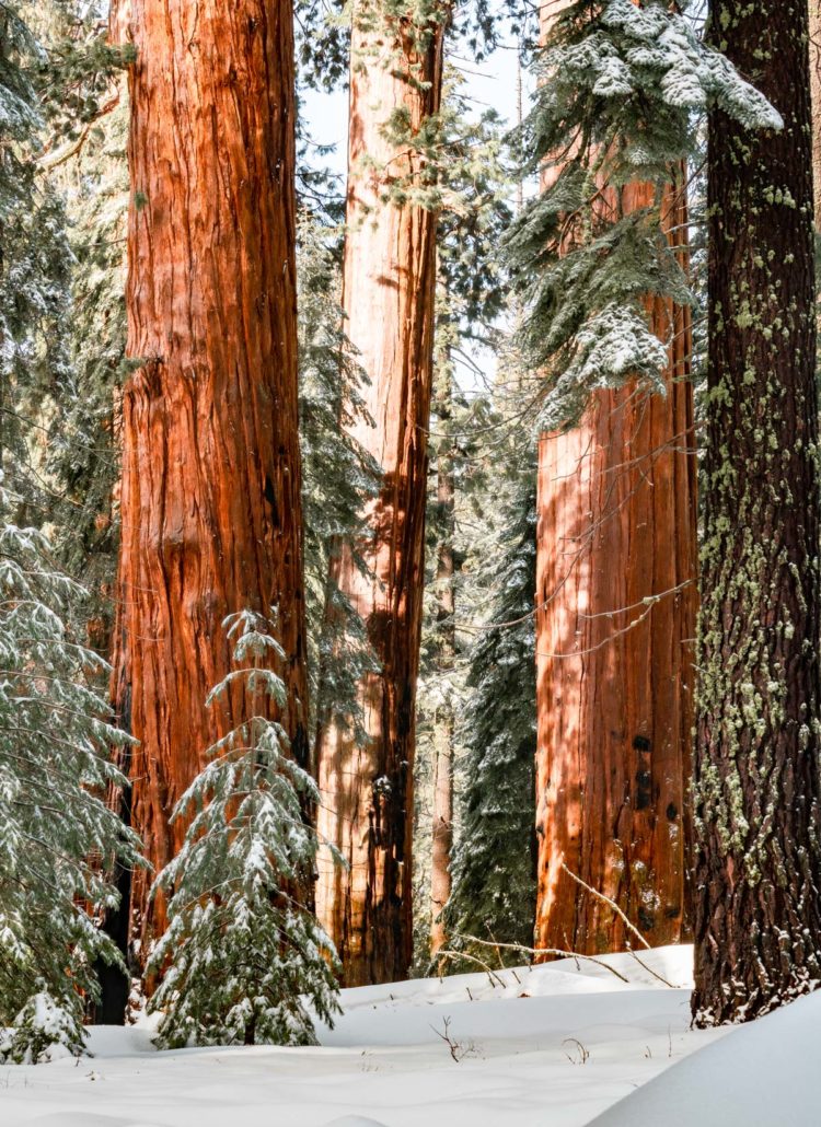 national parks december, sequoia national park california, sequoia in winter, best national parks in winter