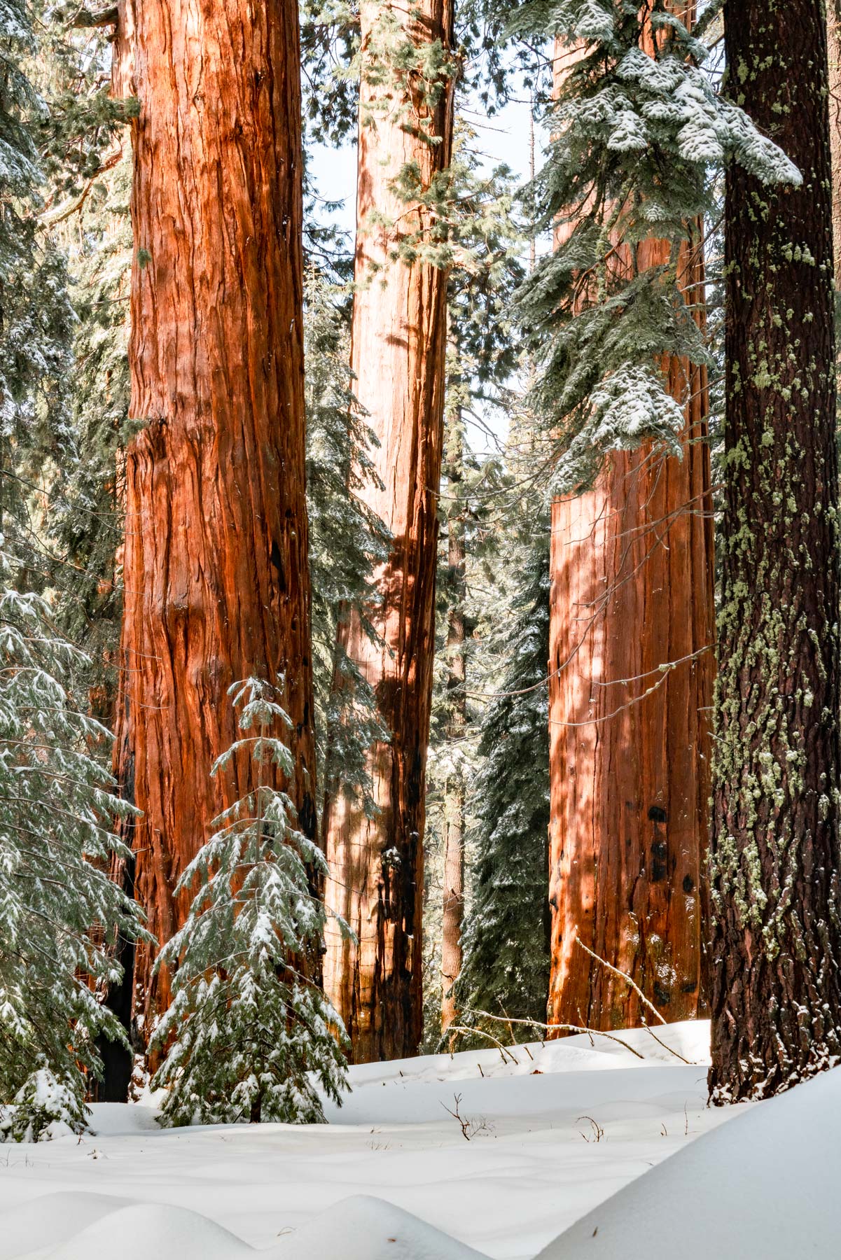 more than just parks, sequoia national park california, sequoia in winter, best national parks in winter