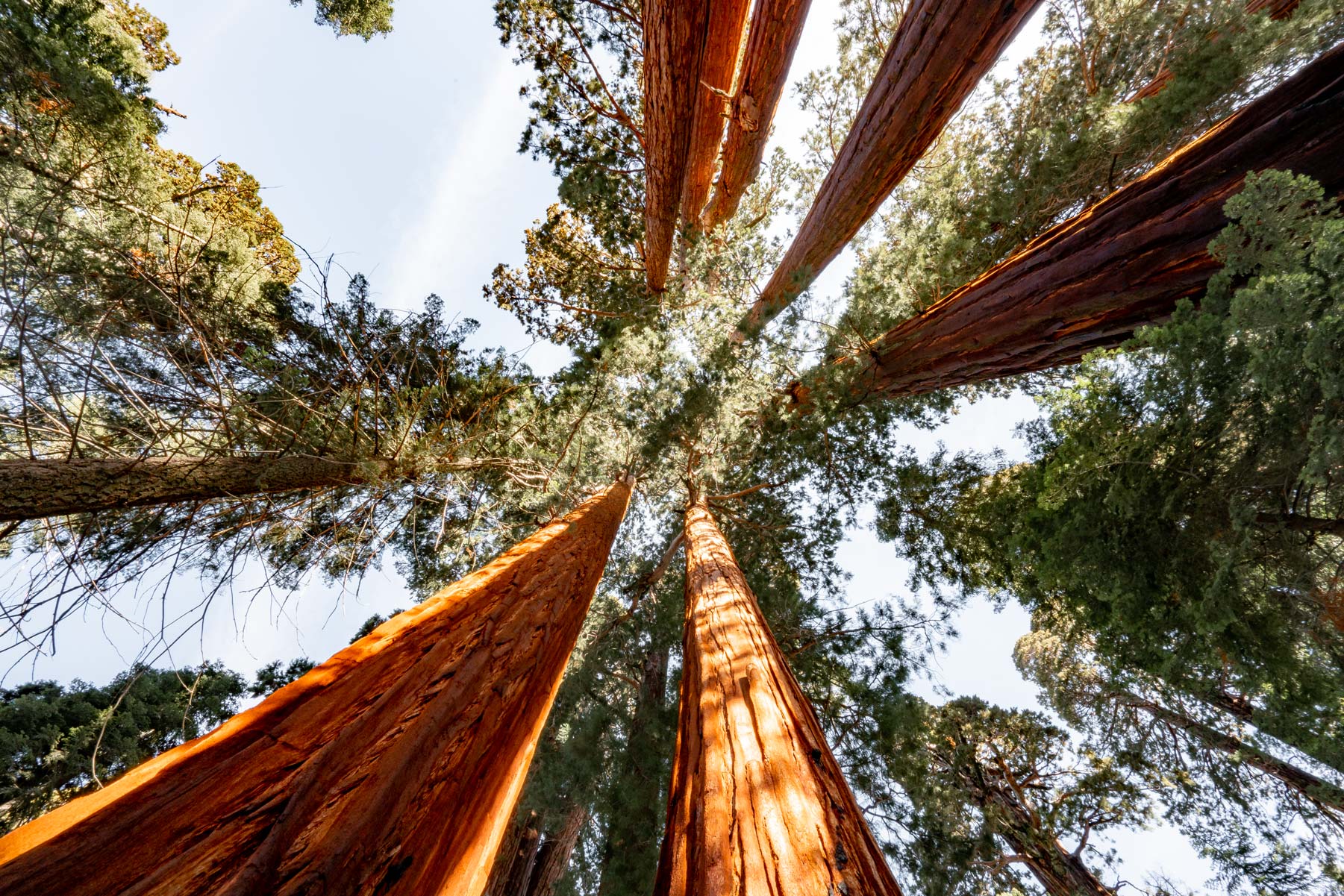 sequoia national park california