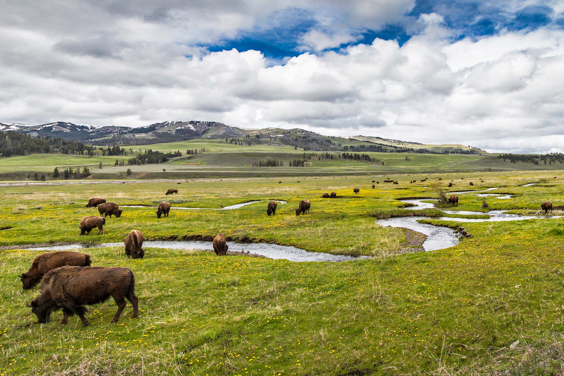 bison in lamar valley yellowstone national park