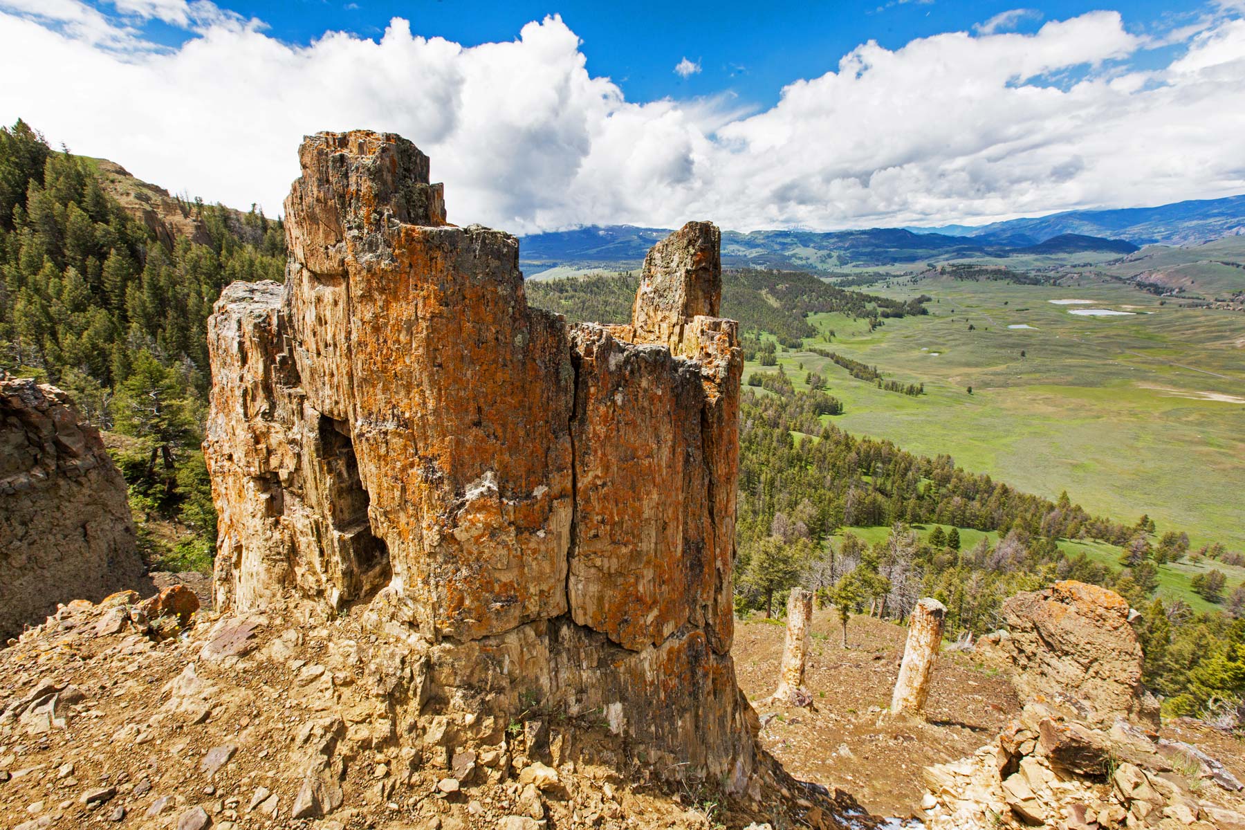 petrified trees yellowstone, fossil forest specimen ridge lamar valley yellowstone national park