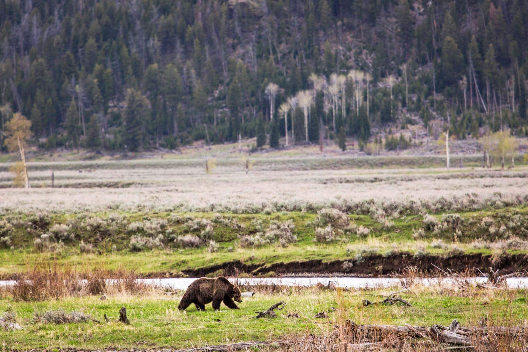 grizzly bear lamar valley yellowstone national park