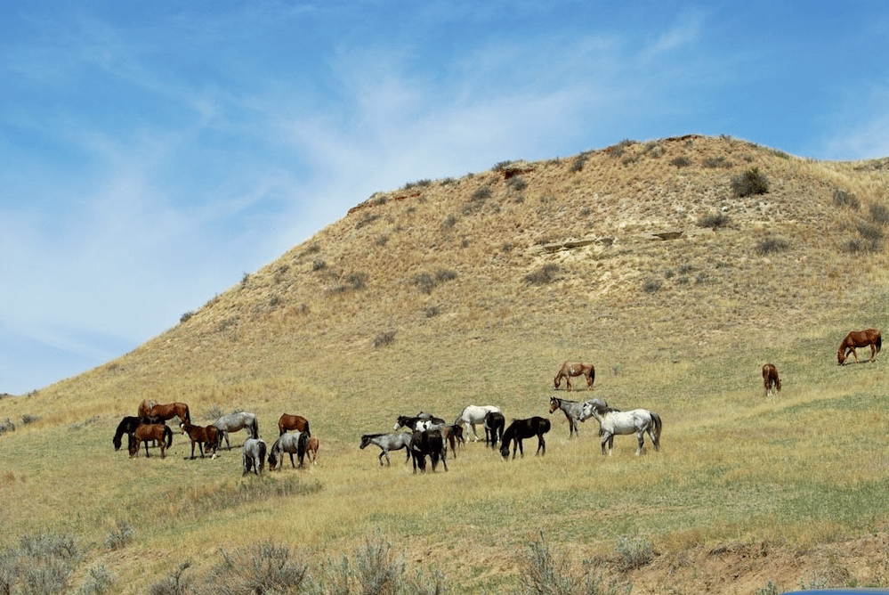 Wild horses in the South Unit of Theodore Roosevelt National Park