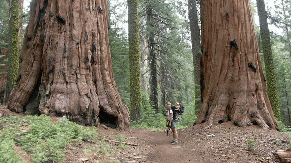 Explore the magnificent Sequoia Groves at Kings Canyon