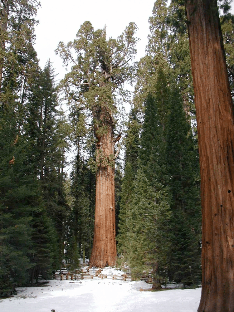 General Sherman Tree, the world's largest living tree, in winter 